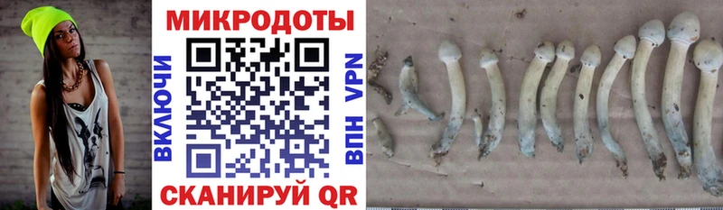 Купить где  Рославль  Псилоцибиновые грибы Psilocybe 
